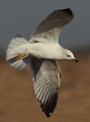 Larus armenicus